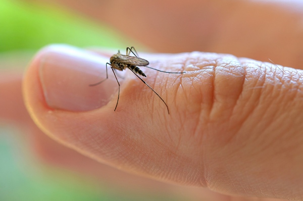 DENGUE AQUI