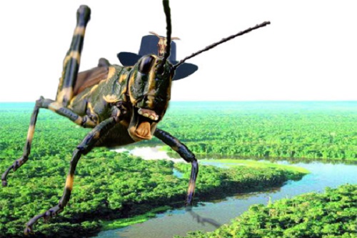agrilagem1