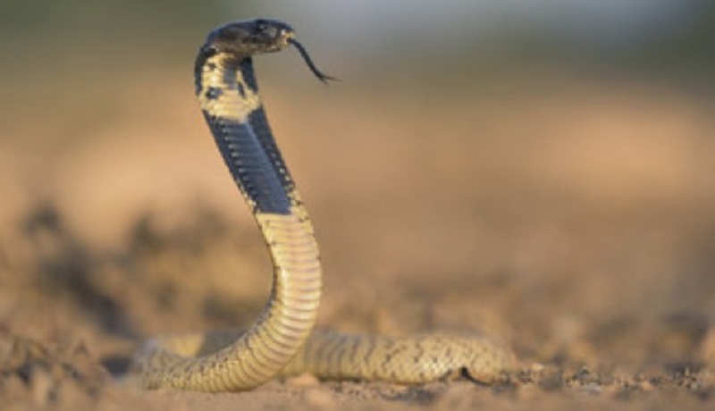 Homem é surpreendido com cobra Naja de 1,5 metros na sua cama; assista o vídeo-RADAR-DF