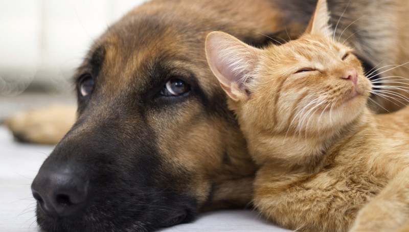 Cadastro para castração de cães e gatos no Gama começa nesta quinta-feira (28). Inscrições presenciais acontecem nos dias 28 e 29 de julho, na administração regional da cidade