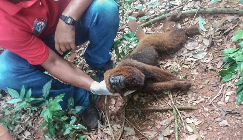 Macaco aparece morto em São Sebastião e faz saúde se mobilizar contra febre amarela-#RADARDF