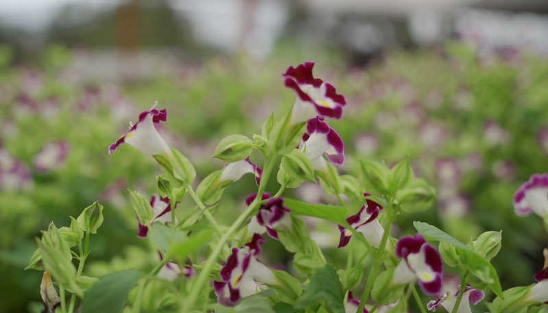 A beleza e as cores dos canteiros de Brasília, agora podem colorir o seu jardim