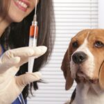 Vacina de graça para cães e gatos em seis cidades do DF; confira!