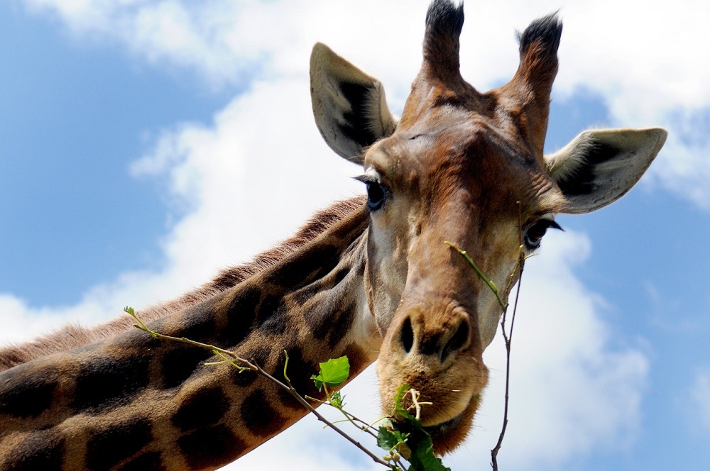 O Zoológico de Brasília é o lar de mais de 1,2 mil animais de todo o mundo. Além de conhecê-los, visitantes podem ver de perto o Museu de Ciências Naturais, o viveiro de borboletas e o serpentário