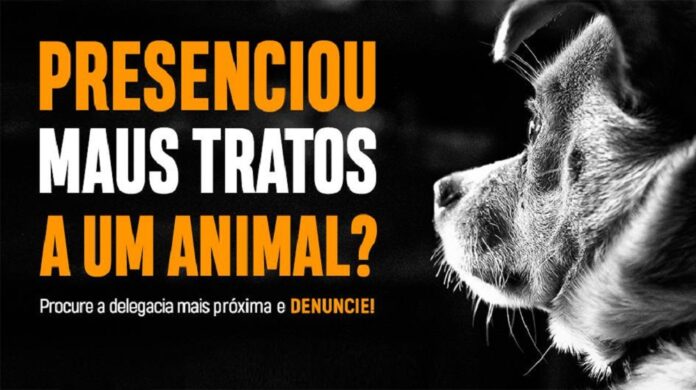 A lei prevê agravamento da punição para abusos praticados contra gatos e cachorros. O crime é inafiançável e o acusado pode pegar de 2 a 5 anos de prisão