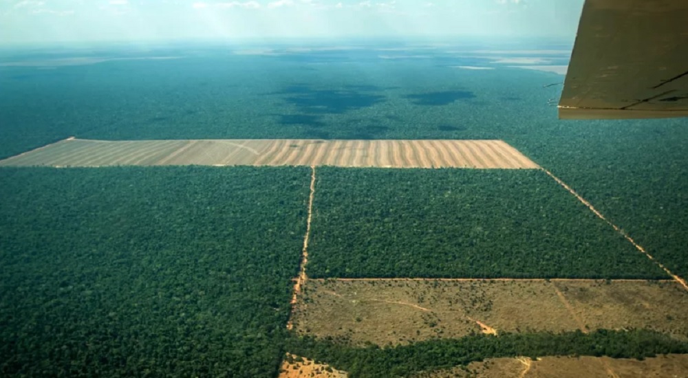 Desmatamento Da Vegetação Nativa No Brasil Ocorreu Nos últimos 37 Anos Radar Df 1240