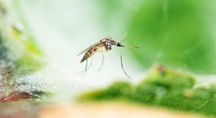 casos de dengue aumentam 375% em um ano no df; ceilândia tem maior número de registros