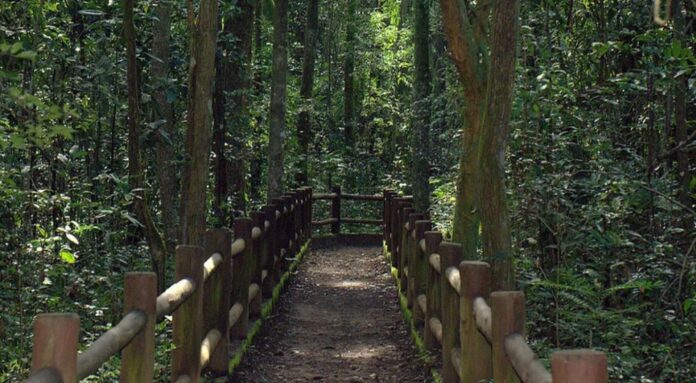 parque nacional de brasília e flona serão leiloados; entenda
