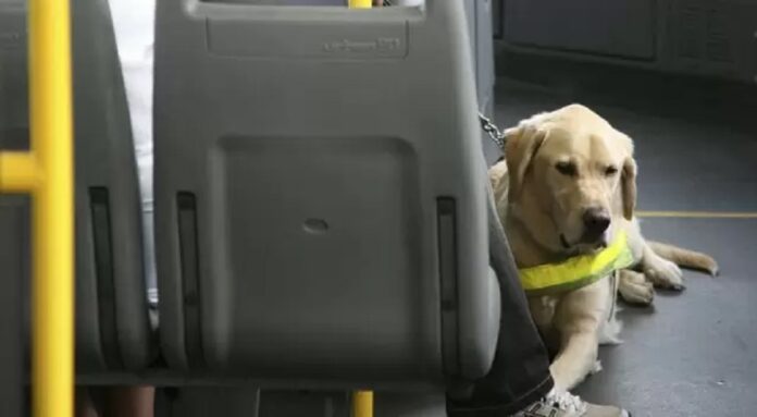 pets não precisam mais de caixa para viajar em ônibus e metrô do df