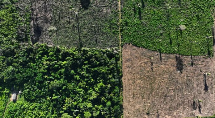 alertas de desmatamento em janeiro na amazônia apontam queda