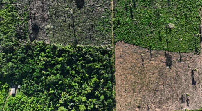 alertas de desmate na amazônia batem recorde para o mês de fevereiro