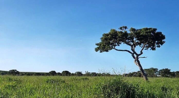 instituto cerrados pretende criar liga das savanas em âmbito mundial