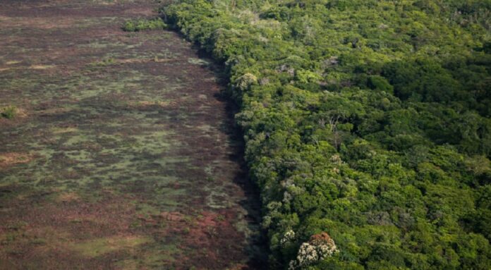 Desmatamento provocou emissão de CO2 na Amazônia