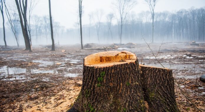 Desmatamento no Cerrado bate recorde do ano, mas tem queda em abril