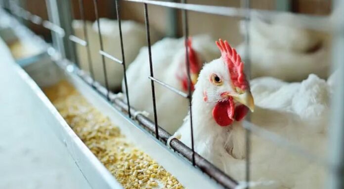 Ministério da Saúde diz que ES tem primeiro caso suspeito de gripe aviária em humano