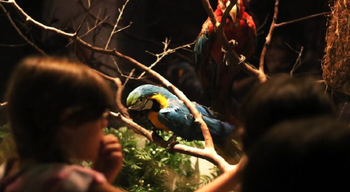 Zoo de Brasília abre agendamento para visitas noturnas
