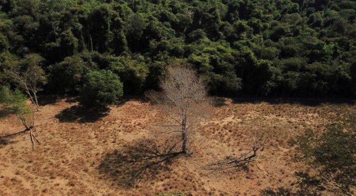 Desmatamento na Amazônia caiu 31% entre janeiro e maio, segundo Inpe