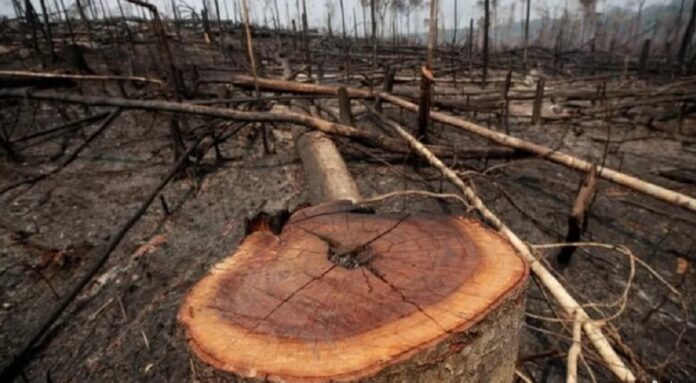 Desmatamento no Cerrado cresceu 32,4% em 2022, diz MapBiomas Alerta