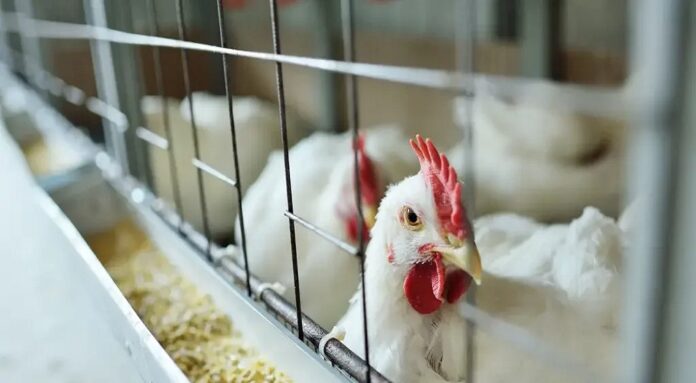 Governo confirma 1º caso de gripe aviária em animal doméstico