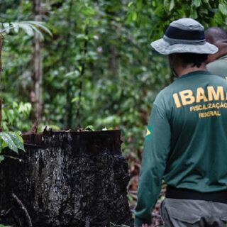 Ibama relança sistema de conversão de multas para propostas ambientais