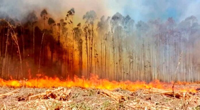 Incêndios florestais já destruíram 2 mil hectares este ano só no DF