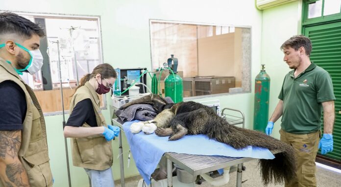 Zoológico de Brasília acolhe e reabilita animais atropelados no DF