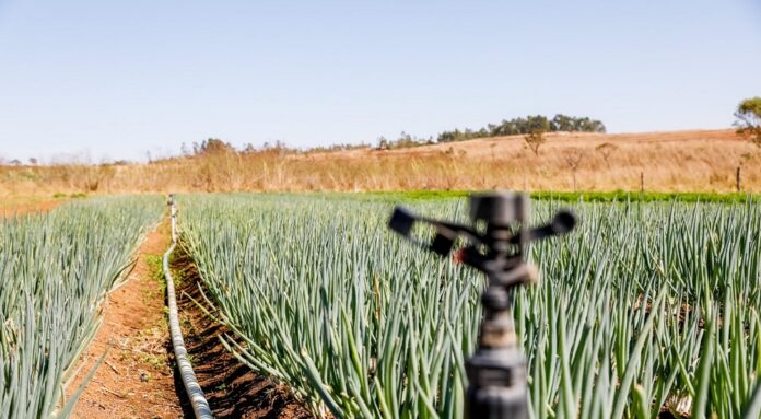 Agricultura familiar é uma das bases da segurança alimentar no DF
