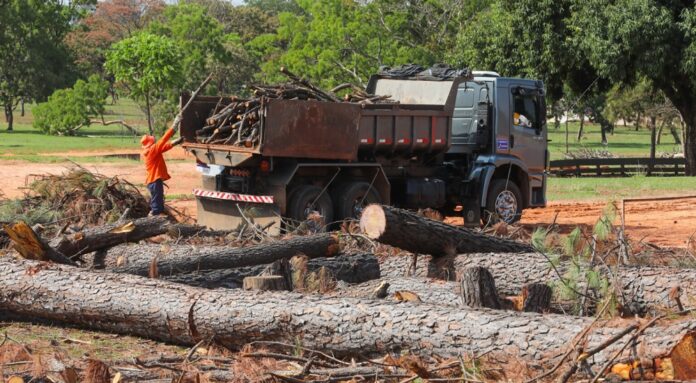 Mais de 1,3 mil pinheiros já foram retirados do Parque Sarah Kubitschek  que retoma o projeto original, criado pelo paisagista Roberto Burle Marx, com base em estudos técnicos junto ao Instituto Brasília Ambiental.