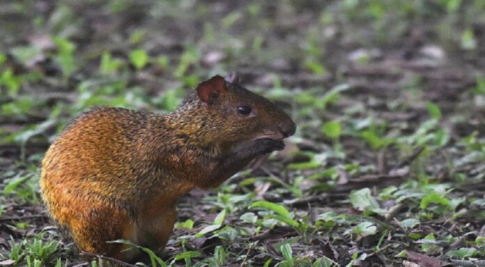 Estudo revela variedade da fauna de 13 áreas protegidas no DF