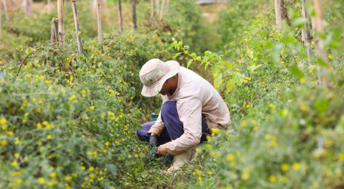 Plano diretor terá oficina para produtor rural