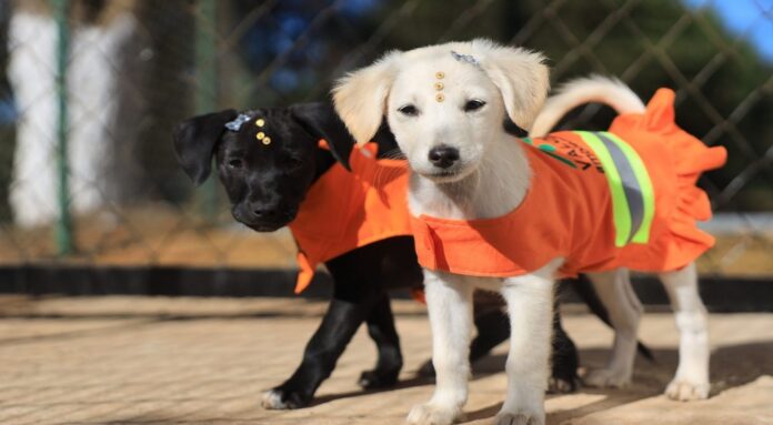 Projeto Cata-Pata promove primeira Feira de Adoção Responsável de Cães