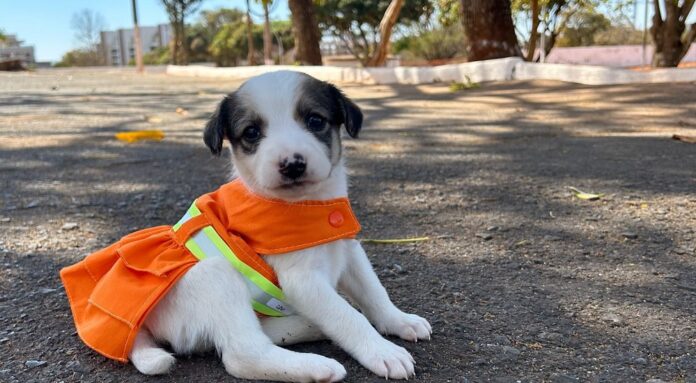 Projeto Cata Pata volta a promover resgate e adoção de cães