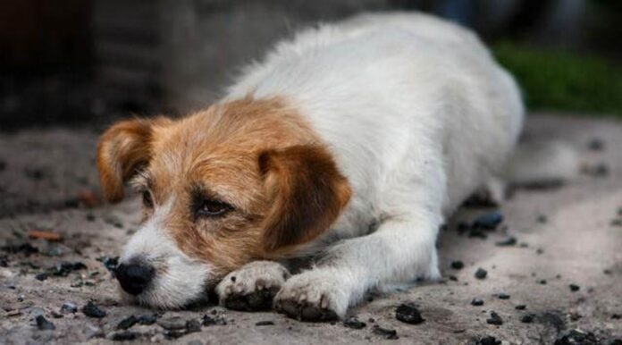 De acordo com a lei, qualquer ato de crueldade ou abandono de animais deve ser denunciado às autoridades.