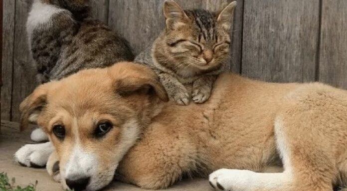 Nova lei institui Programa Guardião Responsável para cães e gatos no Distrito Federal