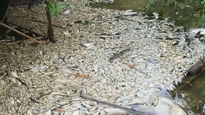 A prefeitura de Piracicaba informou que recolheu 2,97 toneladas de peixes mortos na área urbana do município. Os peixes mortos foram descartados para não permitir contaminação do solo ou da água.