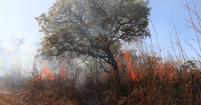 Uma força-tarefa com equipes de diferentes órgãos trabalha para conter o incêndio que atinge a Floresta Nacional de Brasília (Flona). São, ao todo, 150 pessoas, uma aeronave e 35 viaturas.