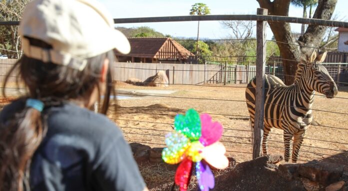 Zoo recebe brinquedos para campanha Vem Brincar Comigo 2024