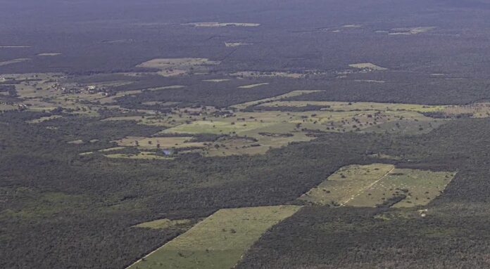 Desmatamento cai 55% na Mata Atlântica no primeiro semestre