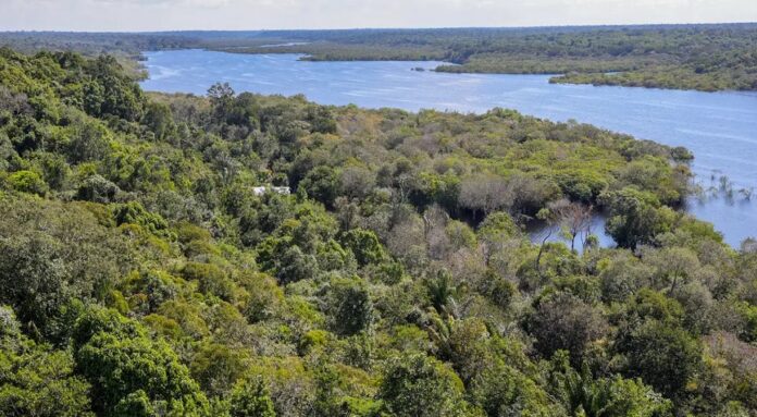 Desmatamento na Amazônia cai 30,6% em um ano