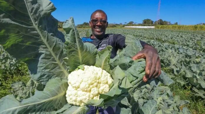 Iniciativas como o Prospera, Pronaf e FDR impulsionaram o campo no DF, somando R$ 10 milhões em 2024. Agricultores contam com apoio técnico da Emater-DF para acessar créditos e fortalecer a produção local.