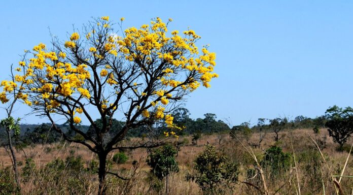 Portaria organiza e oficializa a realização da 5ª Conferência do Meio Ambiente