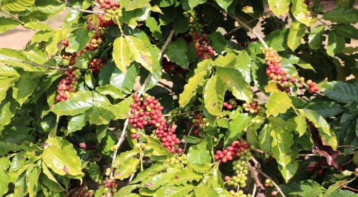 AgroBrasília 2025 recebe o 1º Encontro da Cafeicultura do DF e Ride