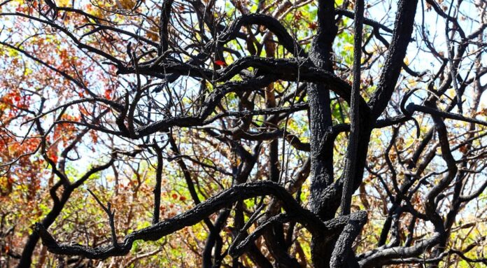 DF amplia projeto com inteligência artificial para prevenir incêndios no Cerrado