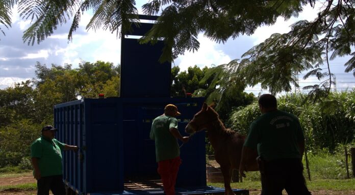 GDF cria Subsecretaria de Proteção aos Animais de Produção