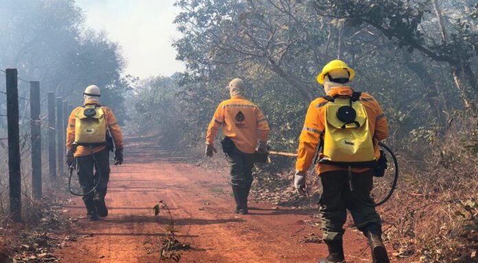 Lançado edital para contratação temporária de 150 brigadistas florestais