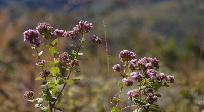 Distrito Federal registra redução histórica de 95,1% no desmatamento do Cerrado em 2024