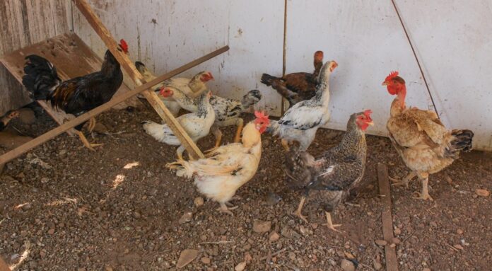 GDF atualiza proibição de eventos com aves para prevenir gripe aviária