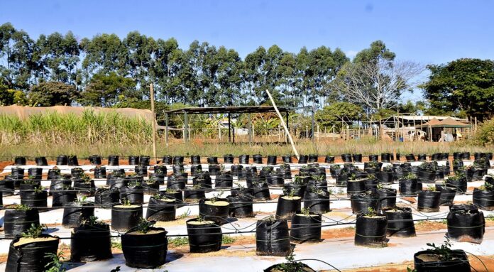 Apoio técnico e crédito rural garantem R$ 5 milhões à agricultura familiar no DF