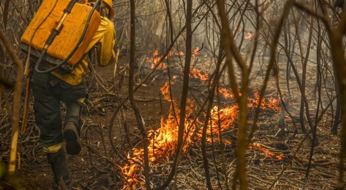 Governo lança painel inédito para rastrear gastos ambientais