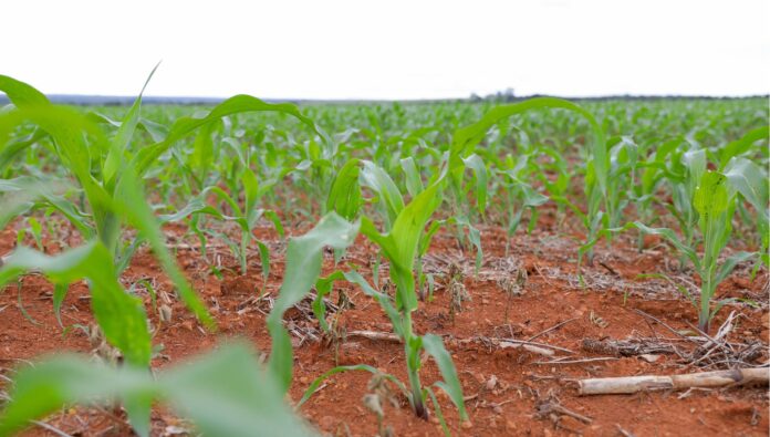 Crédito rural impulsionam produção e transformam vida de agricultores no DF